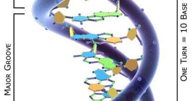 Một nhóm nghiên cứu của Mỹ phát triển quy trình lắp ráp DNA mới có thể tổng hợp nhiễm sắc thể từ đầu nhanh hơn và tiết kiệm hơn