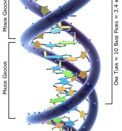 Một nhóm nghiên cứu của Mỹ phát triển quy trình lắp ráp DNA mới có thể tổng hợp nhiễm sắc thể từ đầu nhanh hơn và tiết kiệm hơn