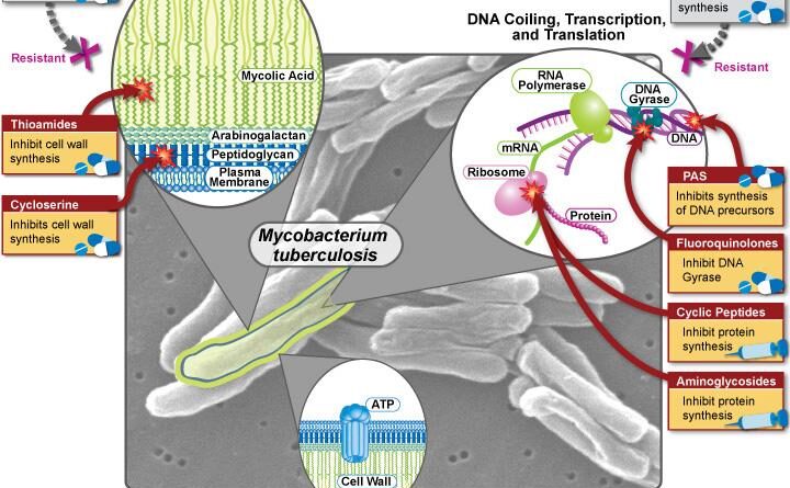 Cơ chế bệnh lao tiềm ẩn đã được phát hiện