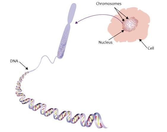 Các gen liên quan đến tổn thương DNA được phát hiện